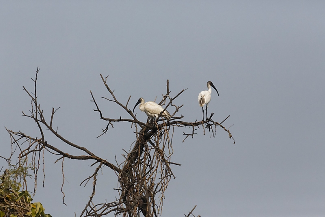 Keoladeo national park-153